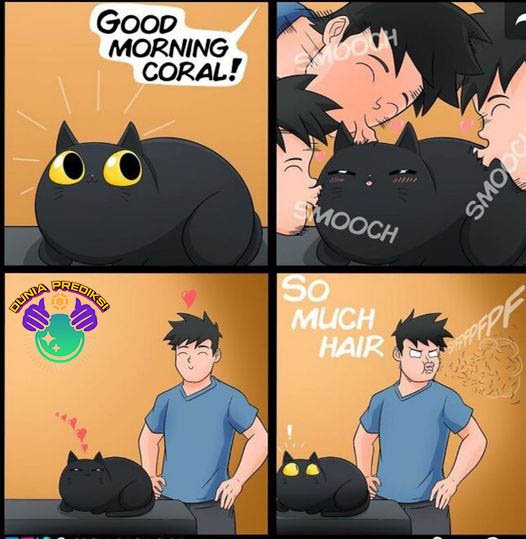 cat meme by cody stowe